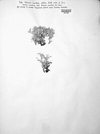 Nephromopsis cucullata image
